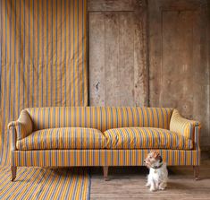 a small dog standing in front of a striped couch with yellow and orange stripes on it