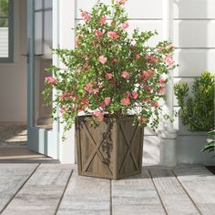 a potted plant sitting on top of a wooden deck