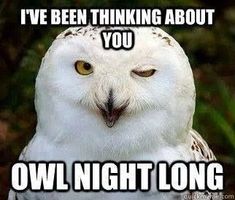 an owl with the caption i've been thinking about you, bowl night long