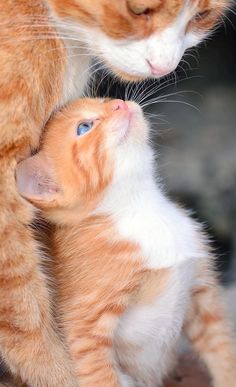 an orange and white kitten playing with its mother