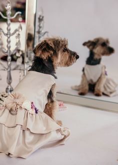 a small dog wearing a dress looking at itself in the mirror with it's reflection