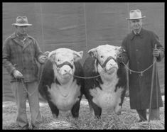 three men standing next to each other with two cows tied up in front of them