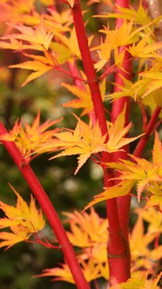 yellow and red leaves on a tree in the fall