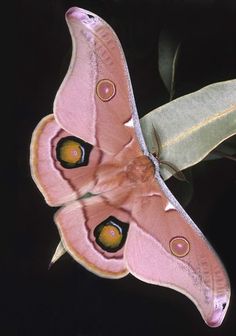 a pink moth sitting on top of a leaf