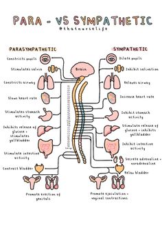 A4 Anatomy Posters - Etsy UK Nervous System Notes Aesthetic, Health Science Aesthetic, Parasympathetic Vs Sympathetic, Medical Diagrams, Anatomy 101, Anatomy Posters, Psychology A Level, Sympathetic Nervous System