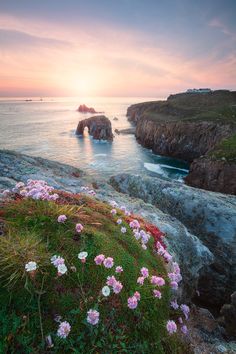 pink flowers growing on the side of a cliff next to the ocean at sunset or dawn