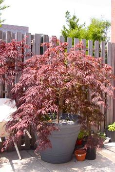 a potted plant sitting on top of a patio next to a wooden fence