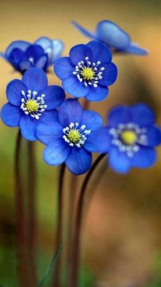 some blue flowers are growing in the grass