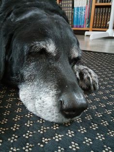 a large black dog laying on top of a rug next to a bookshelf