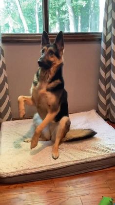 a german shepherd dog sitting on top of a mat in front of a large window