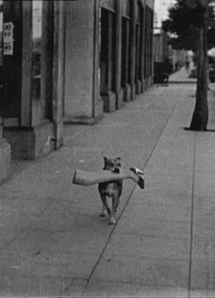 an old photo of a dog carrying a large piece of wood in its mouth on the sidewalk