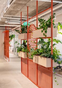 an office filled with lots of green plants and hanging planters on the wall next to each other