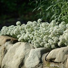 white flowers are growing out of the rocks