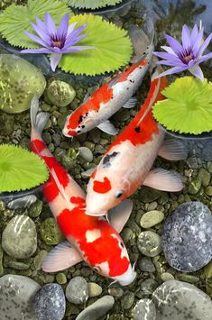 two koi fish swimming in a pond with lily pads and purple water lilies