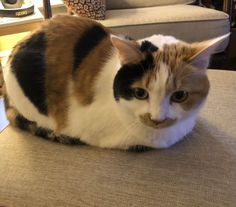 a cat sitting on top of a couch next to a chair