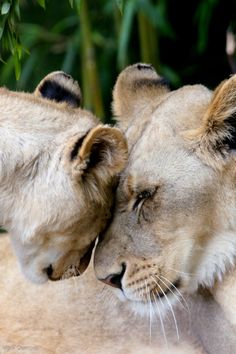 two lions are touching each other's foreheads in front of some green leaves