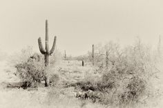 the desert is full of cactus trees and animals