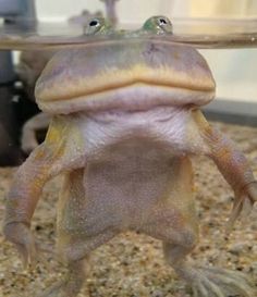 a close up of a frog under water