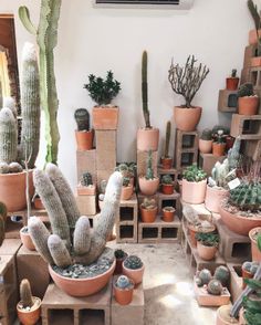 a room filled with lots of potted plants and cacti