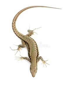 an image of a lizard on white background