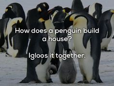 several penguins standing together with the caption how does a penguin build a house?