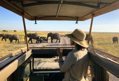 a person in a safari vehicle looking at elephants