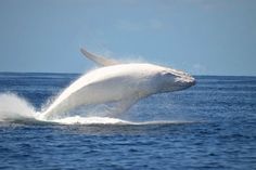 a white whale jumping out of the water