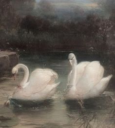 two white swans swimming in the water