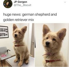 a dog sitting on top of a table next to another dog with its head tilted