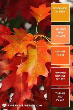 an orange and red fall leaf color scheme