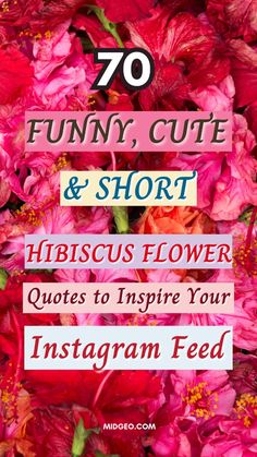 pink flowers with the words 70 funny, cute and short hibiscus flower quotes to inspire your instagram feed