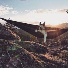 a dog sitting in a hammock with the caption, where's my drink?