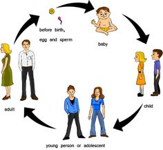 a circle with people in different stages of life around the baby and an adult, young person or adolescent