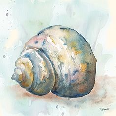 a watercolor painting of a seashell