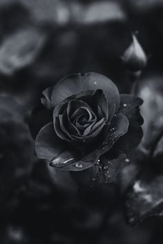 a black and white photo of a rose with water droplets on it's petals