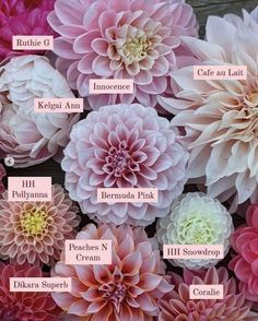 pink and white flowers with names written on them in different languages, including the name of each flower