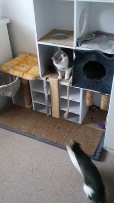 a cat sitting on top of a scratching post