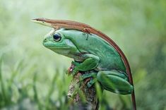 a green and brown frog sitting on top of a tree branch in the grass with its head turned to the side