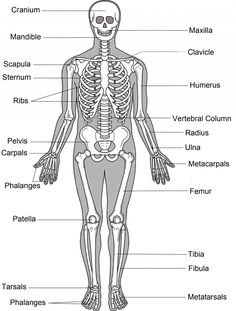 the human skeleton and its major skeletal systems are labeled in this diagram, you can see