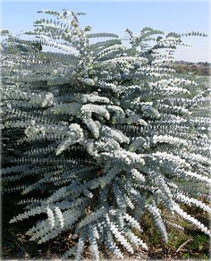 a very pretty white plant in the grass