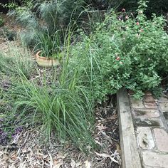 some very pretty plants in a big pot by the side of the road with purple flowers