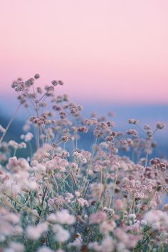 some white flowers are in the grass and there is a pink sky behind them with mountains in the distance