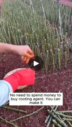 Promote Instagram, Propogating Plants, Home Made Fertilizer, Garden Design Pictures, Indoor Water Garden, Simple Garden, Victory Garden