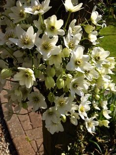 white flowers are in a green vase on the side of a brick path near some grass