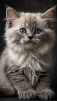 a kitten with blue eyes sitting down