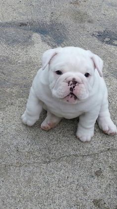 a white dog sitting on top of a cement floor