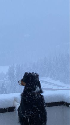 a black and white dog sitting on top of a snow covered roof