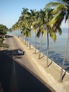 palm trees line the side of an empty road near the water's edge, with cars parked on both sides