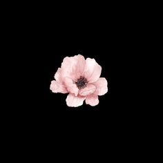 a single pink flower on a black background