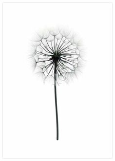 a dandelion is blowing in the wind on a white background with black frame